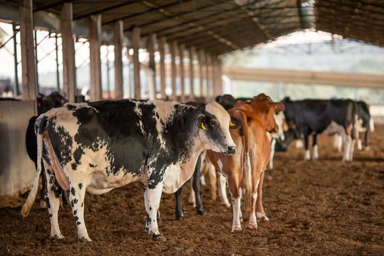 Agrodefesa orienta produtores a ficarem atentos aos sinais clínicos de febre aftosa