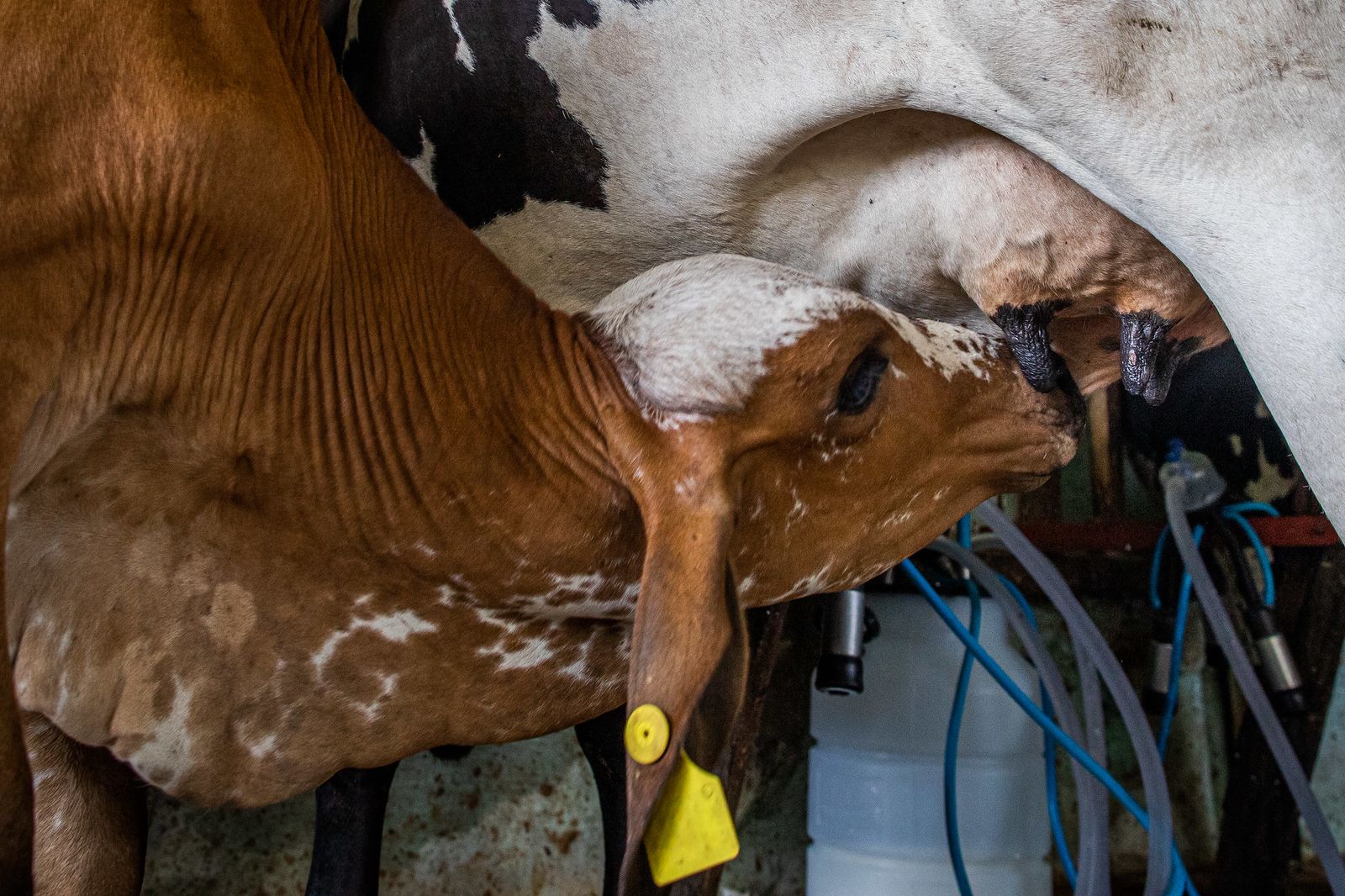 Programa de Melhoramento Genético Bovino atende a todas regiões de Goiás