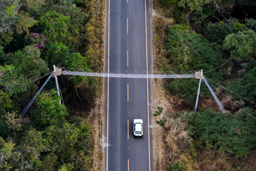 Goinfra constrói passagens de fauna em rodovias