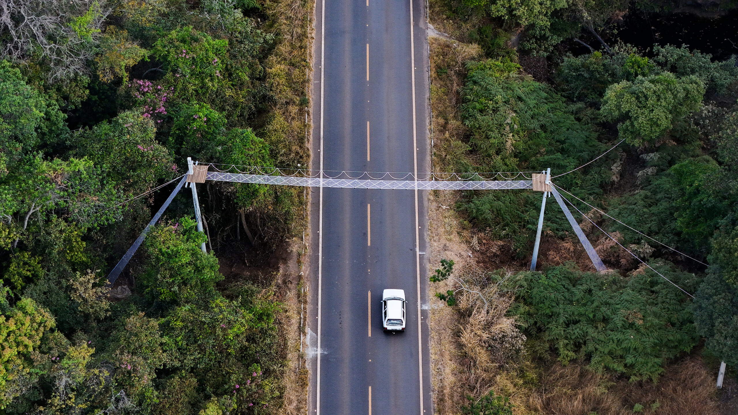 Goinfra constrói passagens de fauna em rodovias