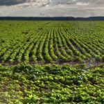 FCO Rural ultrapassa R$ 1 bilhão em financiamentos aprovados em 2025