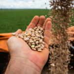 Goiás tem maior produção de feijão das últimas quatro safras