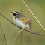 Goiás fortalece turismo de observação de aves no Entorno