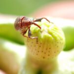 Agrodefesa atualiza normas de Prevenção e Controle do Bicudo-do-Algodoeiro em Goiás