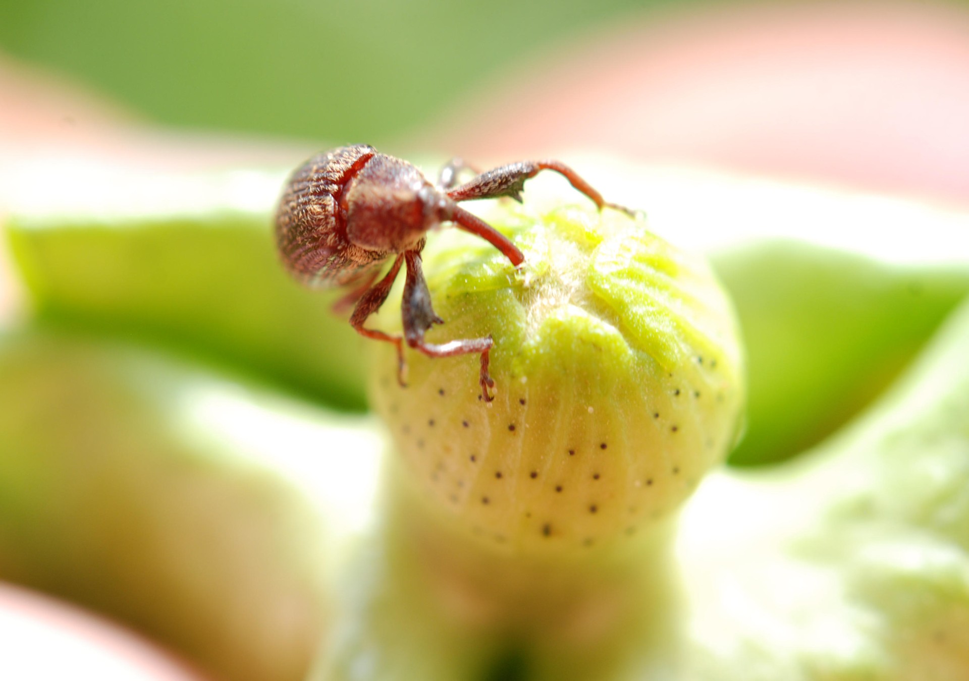 Agrodefesa atualiza normas de Prevenção e Controle do Bicudo-do-Algodoeiro em Goiás