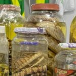 Goiás reforça cuidados com animais peçonhentos