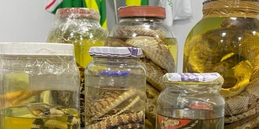 Goiás reforça cuidados com animais peçonhentos