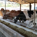 Ampliado prazo de inscrições ao Programa de Melhoramento Genético Bovino