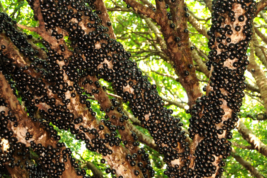 Hidrolândia abre a temporada de jabuticaba