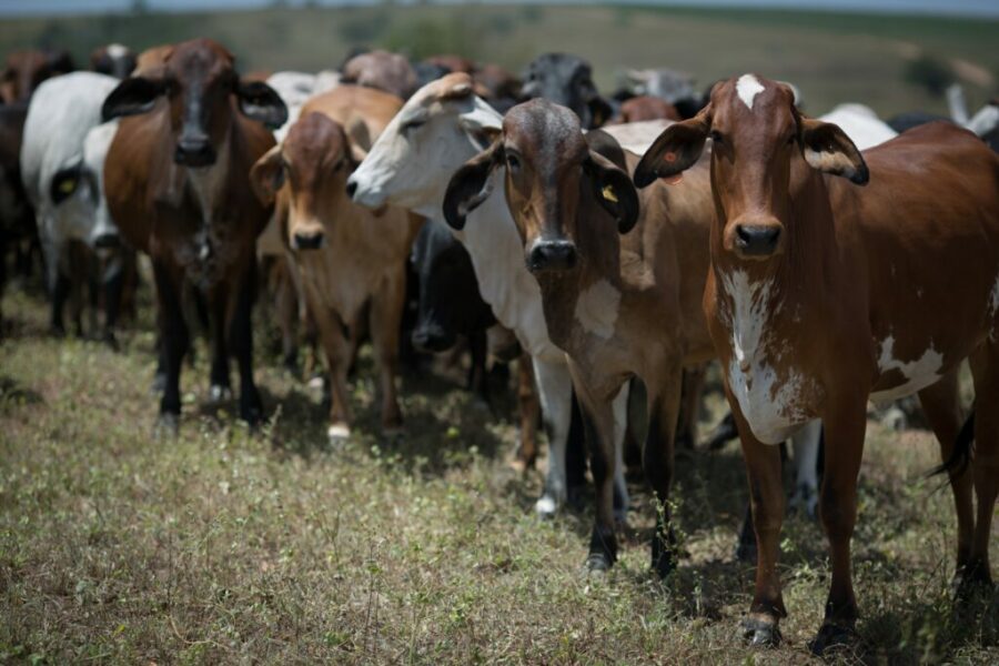 Goiás avança em ações de combate à brucelose e tuberculose animal