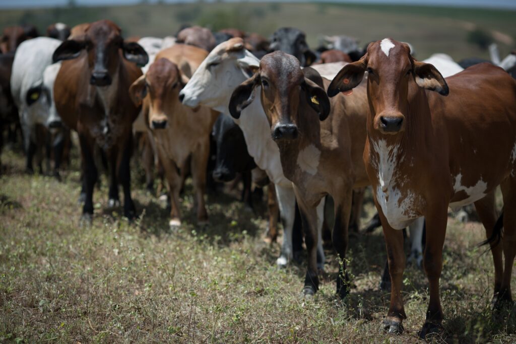 Goiás avança em ações de combate à brucelose e tuberculose animal