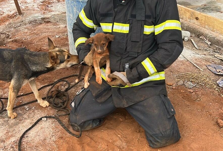 Bombeiros resgatam cães que caíram em buracos de obra