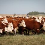 Seapa promove agenda internacional durante Goiás Genética