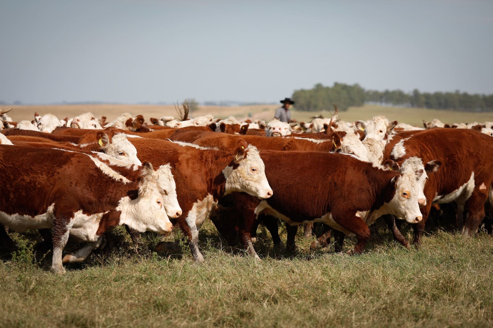 Seapa promove agenda internacional durante Goiás Genética
