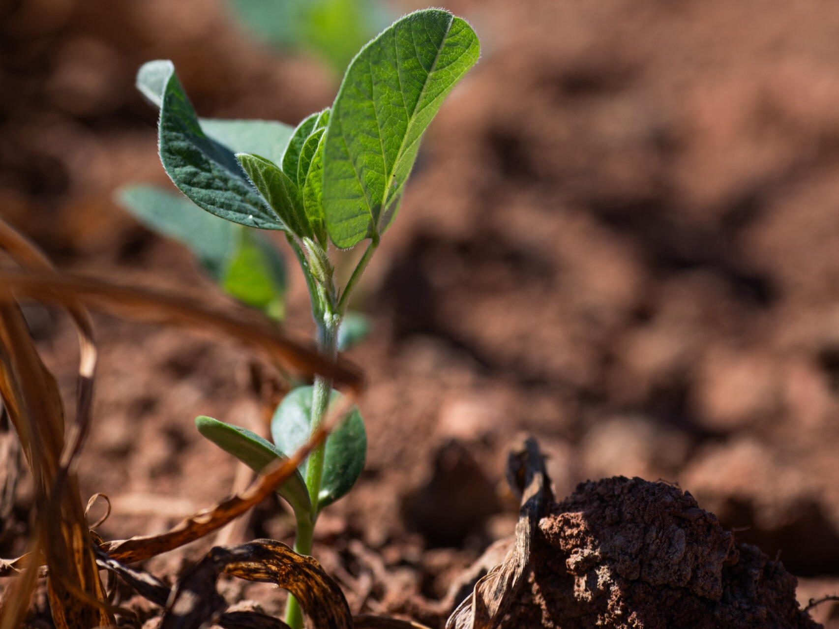 Vazio sanitário da soja em Goiás termina nesta quarta-feira