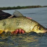 Consulta ampla avalia risco de extinção de peixes em Goiás