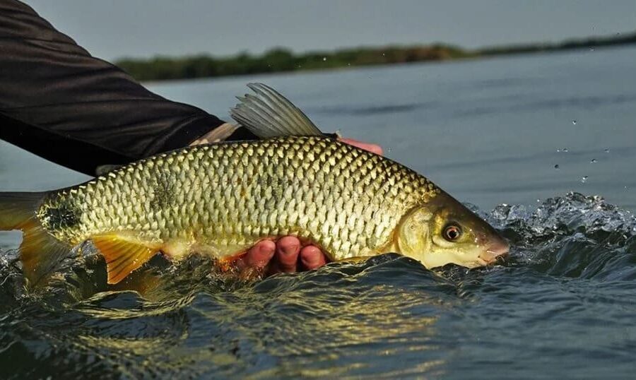 Consulta ampla avalia risco de extinção de peixes em Goiás