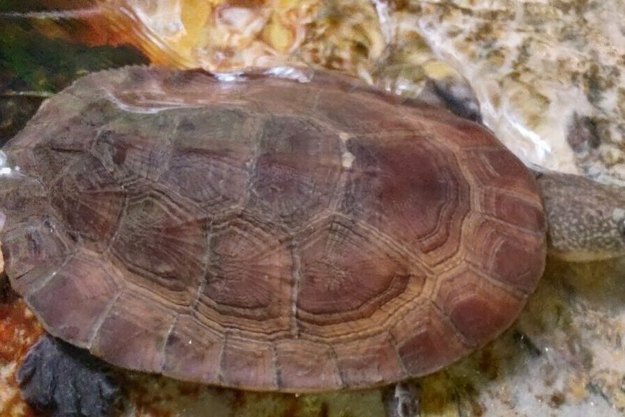 Avaliação de risco de extinção de animais de Goiás entra na 6ª etapa com foco em répteis