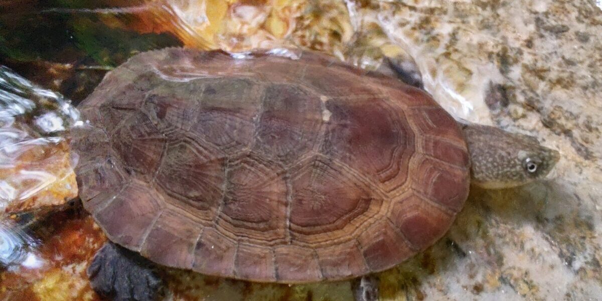 Avaliação de risco de extinção de animais de Goiás entra na 6ª etapa com foco em répteis