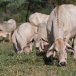 Confira resultado do Programa de Melhoramento Genético Bovino para Agricultura Familiar