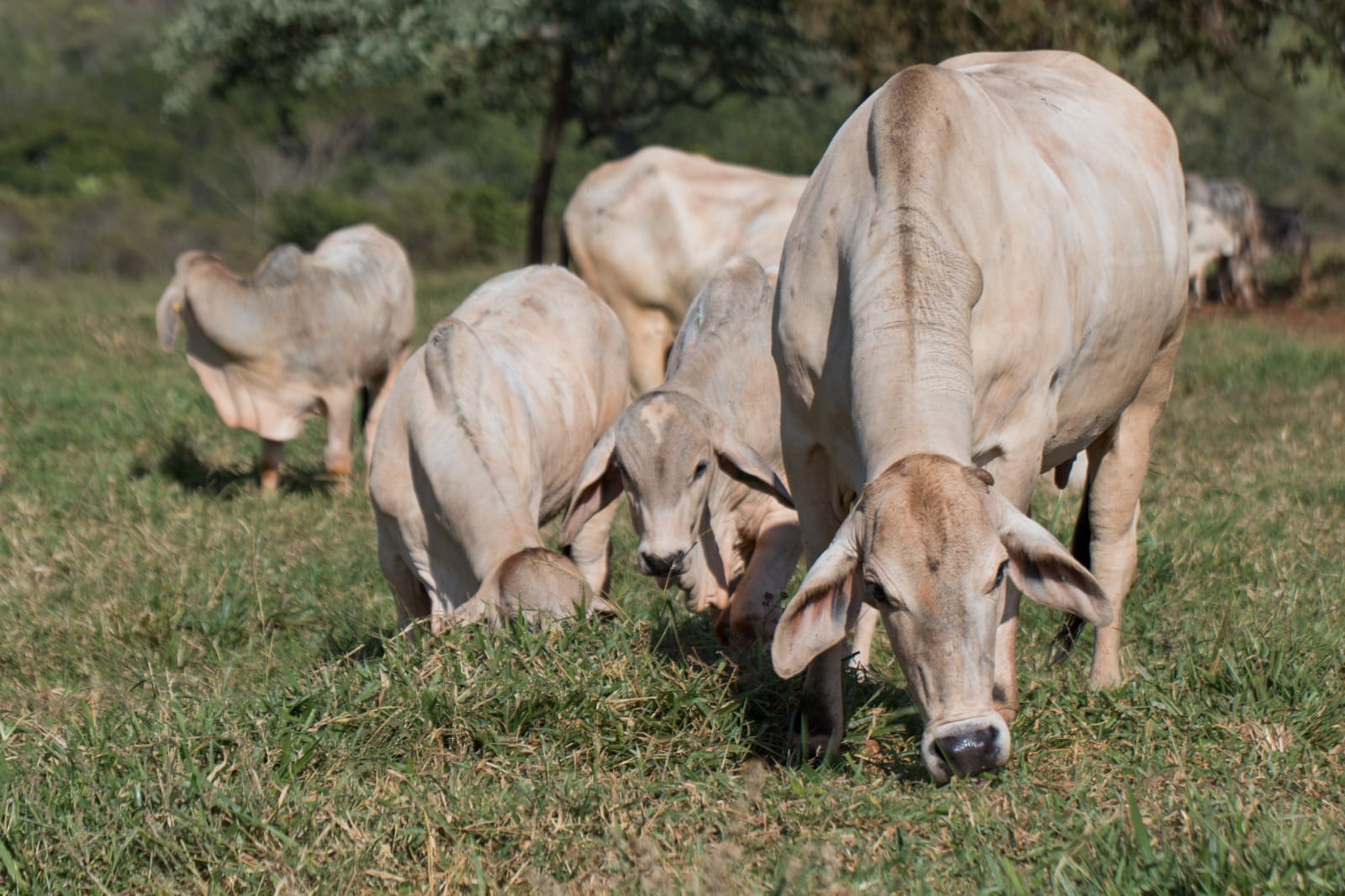 Confira resultado do Programa de Melhoramento Genético Bovino para Agricultura Familiar