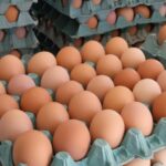 Goiás registra crescimento de 65,7% na produção de ovos