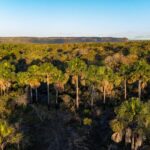 Com aprovação nacional, Goiás avança na venda de créditos de carbono