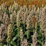Goiás amplia incentivo à energia renovável com isenção do ICMS do sorgo