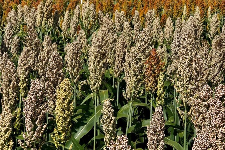 Goiás amplia incentivo à energia renovável com isenção do ICMS do sorgo