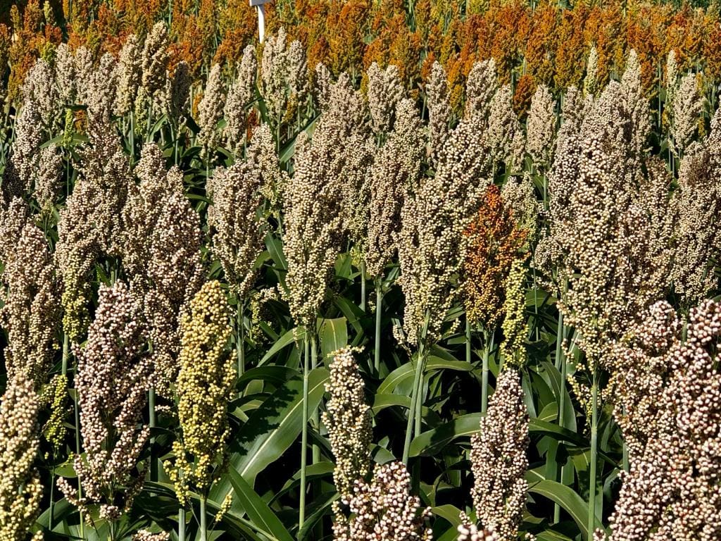 Goiás amplia incentivo à energia renovável com isenção do ICMS do sorgo