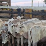 Agrodefesa reforça importância de consumo de alimentos com inspeção para evitar a brucelose
