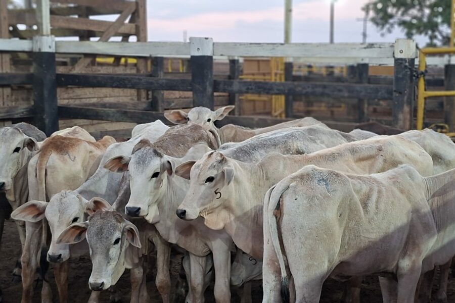 Agrodefesa reforça importância de consumo de alimentos com inspeção para evitar a brucelose