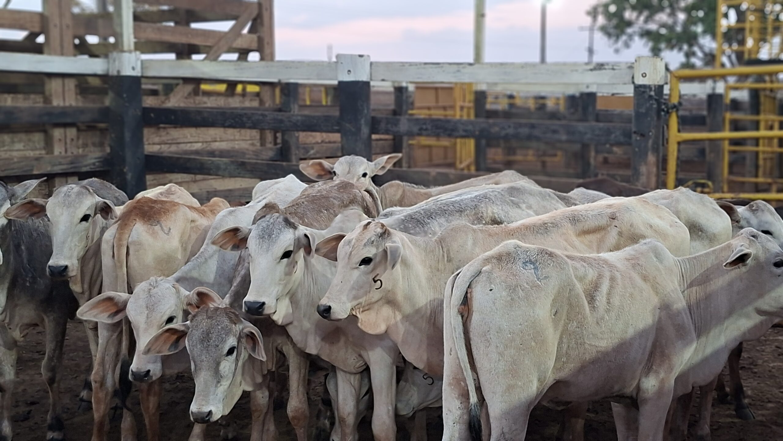 Agrodefesa reforça importância de consumo de alimentos com inspeção para evitar a brucelose