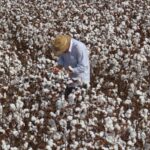 Semeadura do algodão começa em três regiões de Goiás