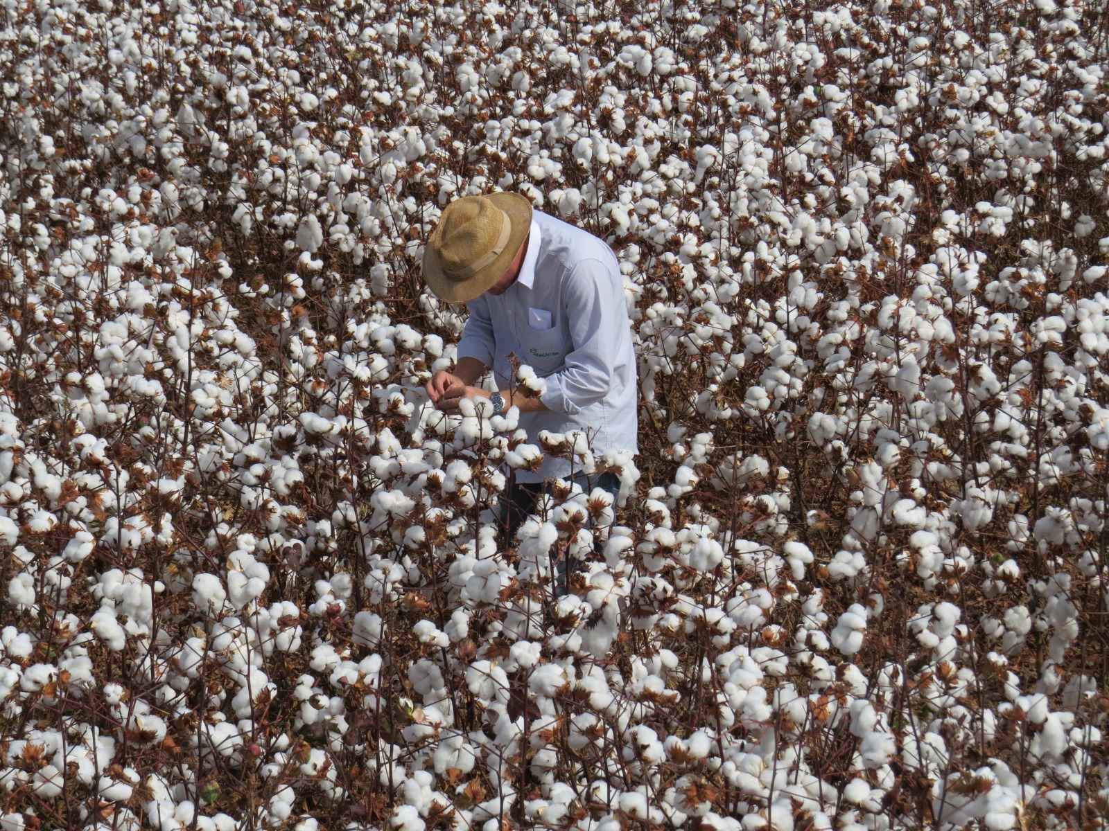 Semeadura do algodão começa em três regiões de Goiás