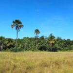 Seminário apresenta resultados do Atlas da Vegetação de Goiás