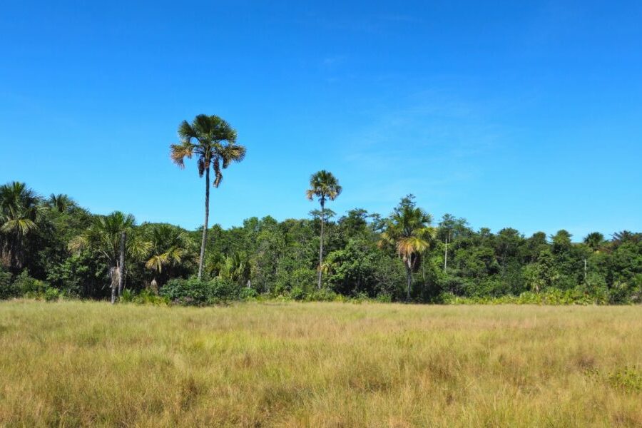Seminário apresenta resultados do Atlas da Vegetação de Goiás