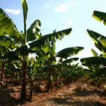 Agrodefesa realiza encontro sobre cultivo de banana em Anápolis