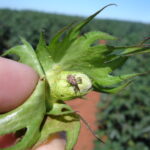 Vazio sanitário do algodão começa próxima segunda-feira