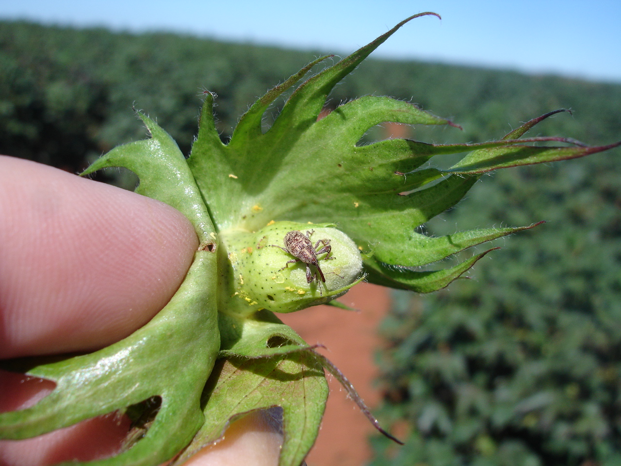 Vazio sanitário do algodão começa próxima segunda-feira