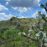 Projeto pioneiro avalia risco de extinção da flora goiana