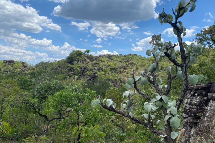 Projeto pioneiro avalia risco de extinção da flora goiana