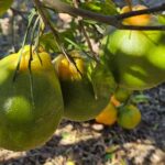 Agrodefesa realiza ciclos de palestras sobre praga de citros