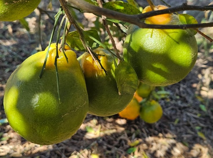 Agrodefesa realiza ciclos de palestras sobre praga de citros