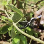 Emater abre formulário para viveiristas interessados em hastes de pequi