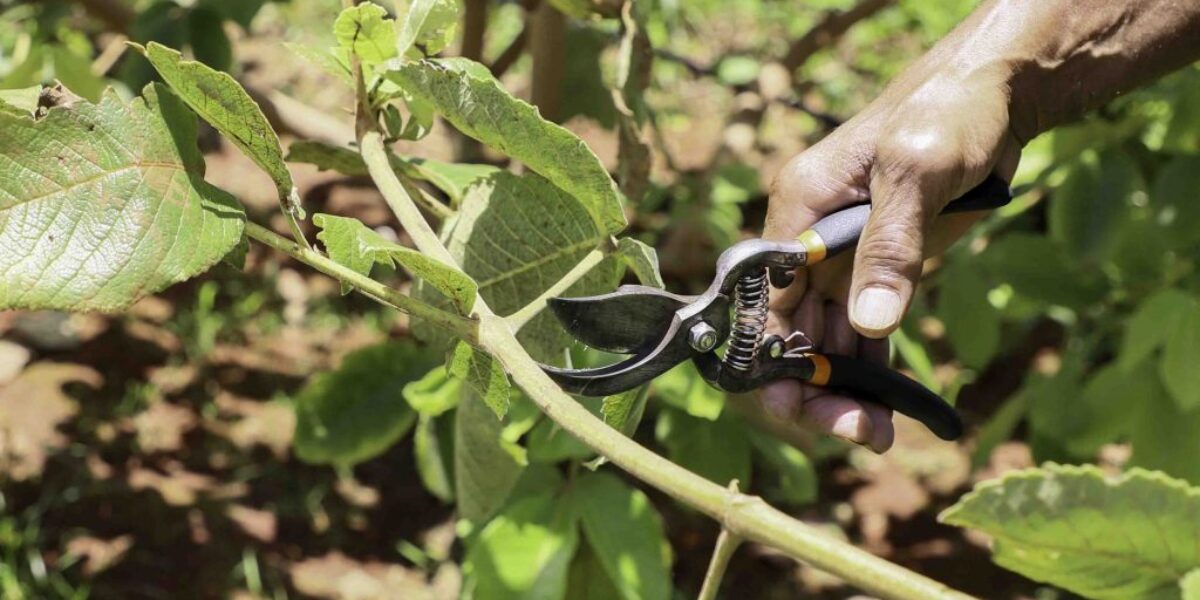 Emater abre formulário para viveiristas interessados em hastes de pequi