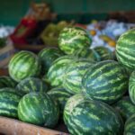 Goiás lidera produção nacional de melancia