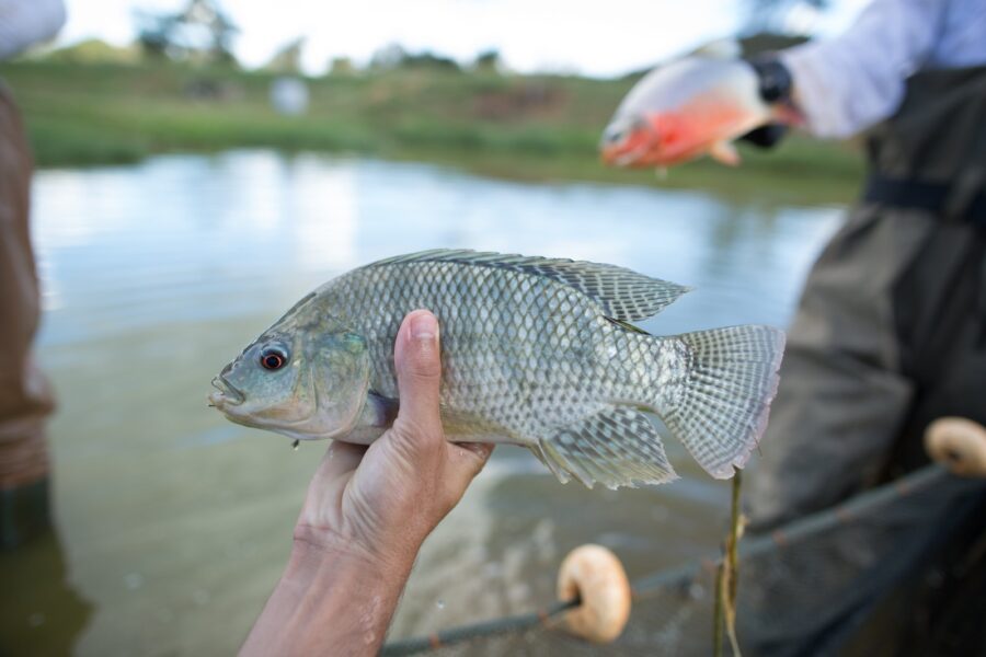 Guia rápido orienta regras de pesca na piracema