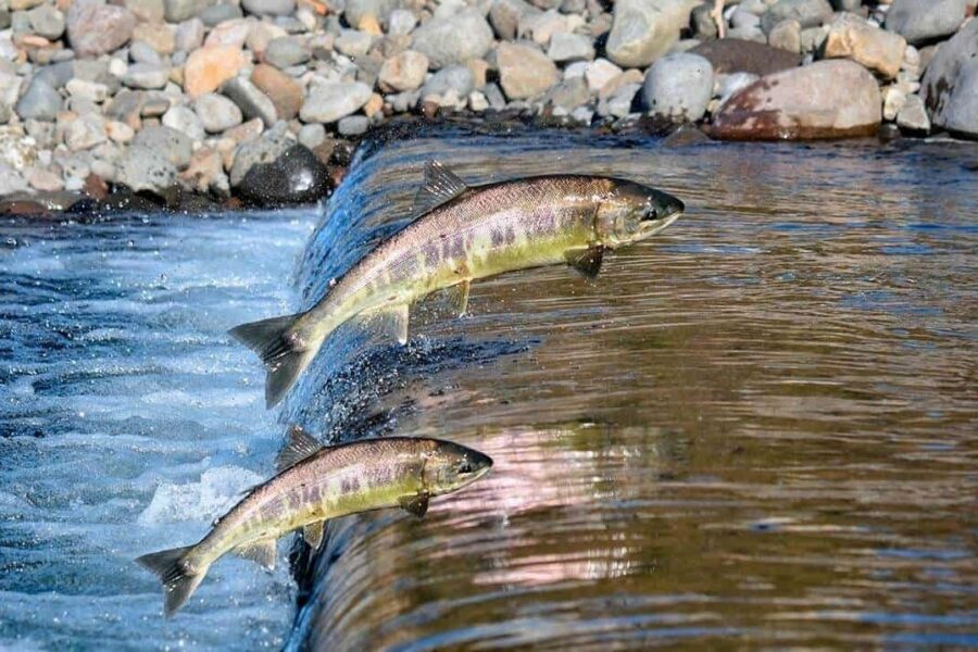 Batalhão Ambiental intensifica ações na Piracema em Goiás