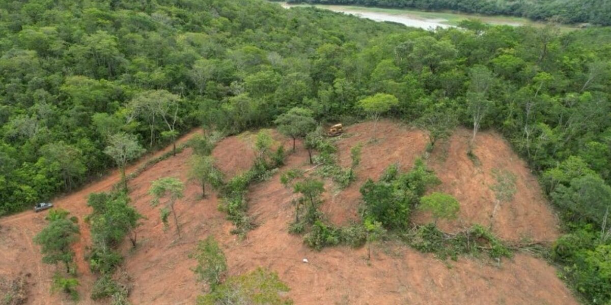 Meio Ambiente: Área desmatada em Goiás é a menor da história